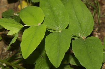 Millepertuis Androsème Hypericum androsaemum L., 1753