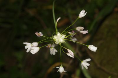 Ail rose Allium roseum L., 1753