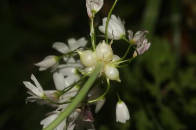 Ail rose Allium roseum L., 1753