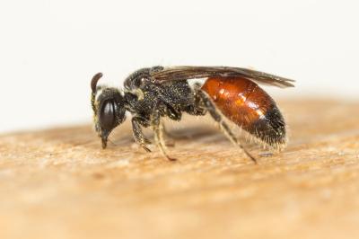  Sphecodes Latreille, 1804