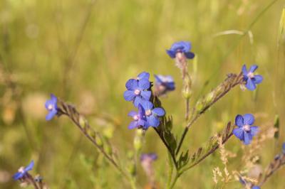 Buglosse d'Italie, Buglosse azurée Anchusa italica Retz., 1779