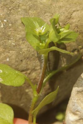 Mouron des oiseaux, Morgeline Stellaria media (L.) Vill., 1789