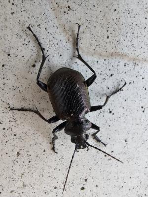  Calosoma inquisitor (Linnaeus, 1758)