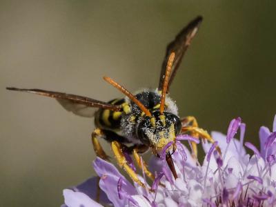  Nomada illustris Schmiedeknecht, 1882