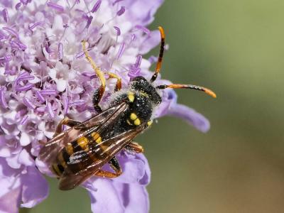  Nomada illustris Schmiedeknecht, 1882