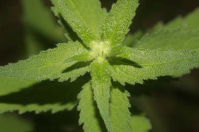 Campanule gantelée, Ortie bleue Campanula trachelium L., 1753