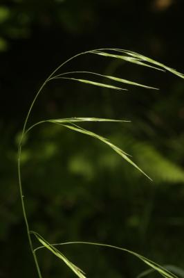 Brome âpre Bromopsis ramosa (Huds.) Holub, 1973