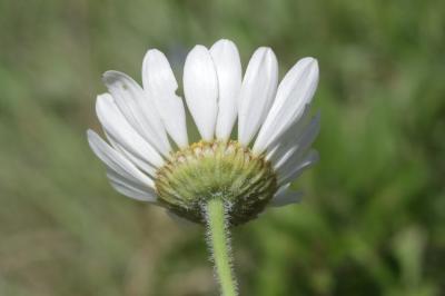 Marguerite pâle Leucanthemum pallens (J.Gay ex Perreym.) DC., 1838