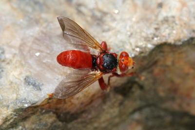  Myopa Fabricius, 1775