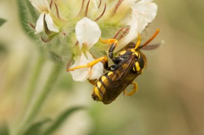  Nomada nobilis Herrich-Schäffer, 1839