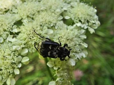 Cétoine punaise Valgus hemipterus (Linnaeus, 1758)