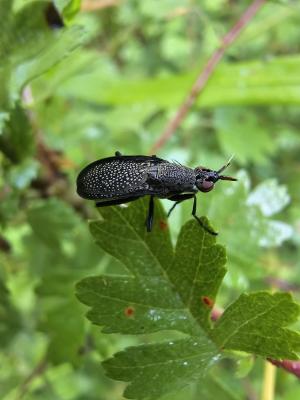  Coremacera marginata (Fabricius, 1775)