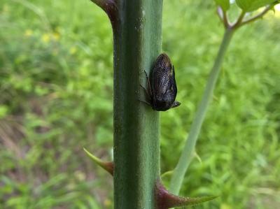 Demi-diable Centrotus cornutus (Linnaeus, 1758)