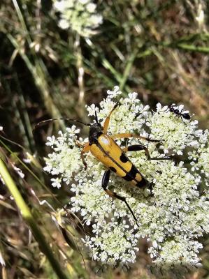 Lepture tacheté (Le) Rutpela maculata (Poda, 1761)