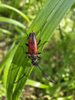  Stenurella bifasciata (Müller, 1776)