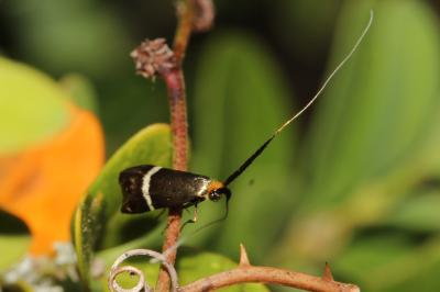  Adela australis (Heydenreich, 1851)