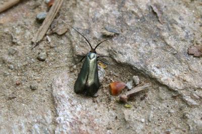  Adela reaumurella (Linnaeus, 1758)