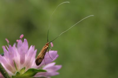  Nemophora metallica (Poda, 1761)