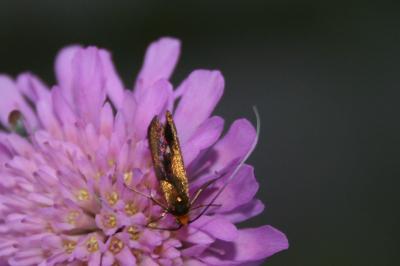  Nemophora metallica (Poda, 1761)