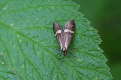  Nemophora degeerella (Linnaeus, 1758)