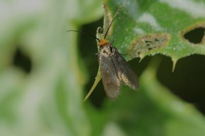  Cauchas rufifrontella (Treitschke, 1833)
