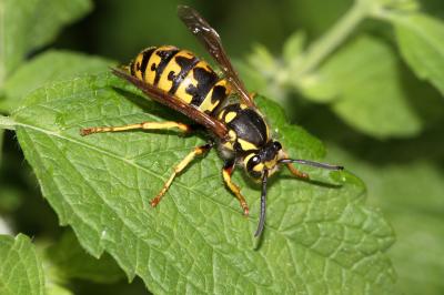 Guêpe germanique Vespula germanica (Fabricius, 1793)