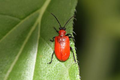 Criocère du Lys Lilioceris lilii (Scopoli, 1763)