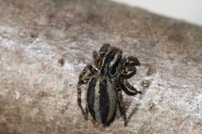  Phlegra fasciata (Hahn, 1826)
