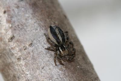  Phlegra fasciata (Hahn, 1826)