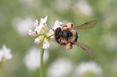  Andrena flavipes Panzer, 1799