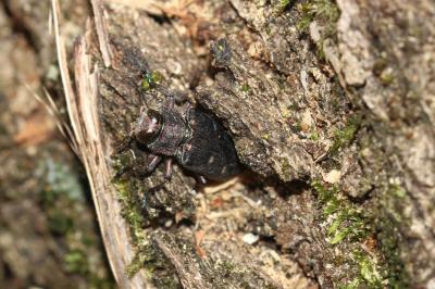 Chrysobothre ressemblant Chrysobothris affinis (Fabricius, 1794)