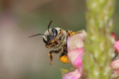 Eucère grise Eucera cineraria Eversmann, 1852