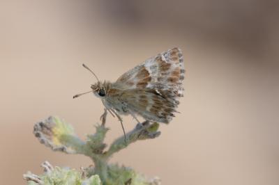 Hespérie de la Ballote (L') Carcharodus baeticus (Rambur, 1839)
