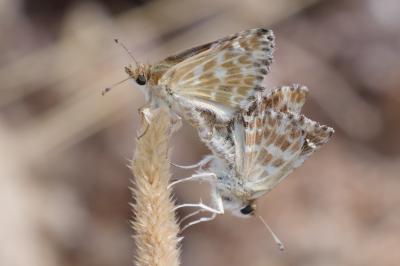 Hespérie de la Ballote (L') Carcharodus baeticus (Rambur, 1839)