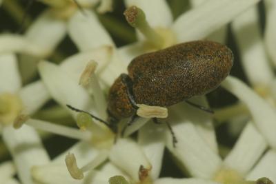  Mycterus curculioides (Fabricius, 1781)