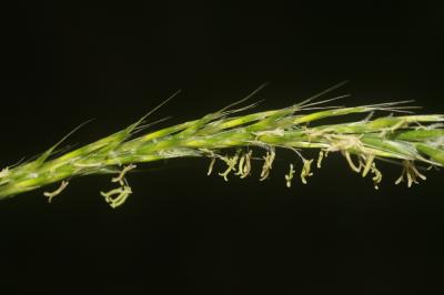 Gaudinie fragile Gaudinia fragilis (L.) P.Beauv., 1812
