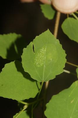  Phyllonorycter apparella (Herrich-Schäffer, 1855)