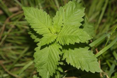 Lycope d'Europe, Chanvre d'eau Lycopus europaeus L., 1753