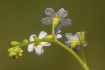 Myosotis des marais, Myosotis faux Scorpion Myosotis scorpioides L., 1753