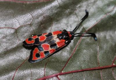 Zygène de la Petite coronille (La) Zygaena fausta (Linnaeus, 1767)