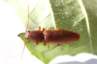  Athous campyloides Newman, 1833