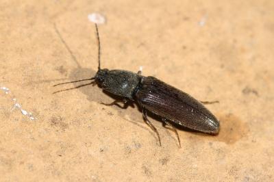 Taupin des jardins Athous haemorrhoidalis (Fabricius, 1801)