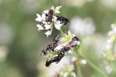  Hylaeus Fabricius, 1793