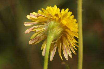 Crépide hérissée Crepis setosa Haller f., 1797