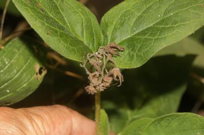 Consoude à tubercules Symphytum tuberosum L., 1753