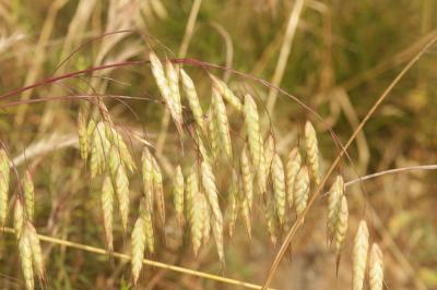 Brome raboteux Bromus squarrosus L., 1753