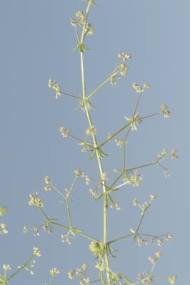 Gaillet divariqué Galium divaricatum Pourr. ex Lam., 1788