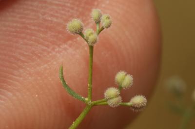 Gaillet divariqué Galium divaricatum Pourr. ex Lam., 1788