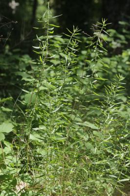 Aster âcre Galatella sedifolia (L.) Greuter, 2003