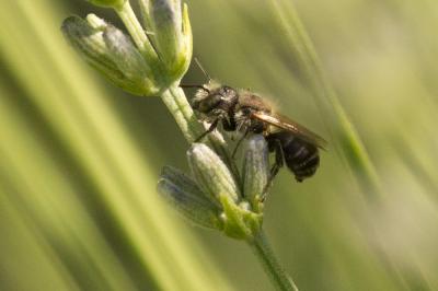  Osmia Panzer, 1806